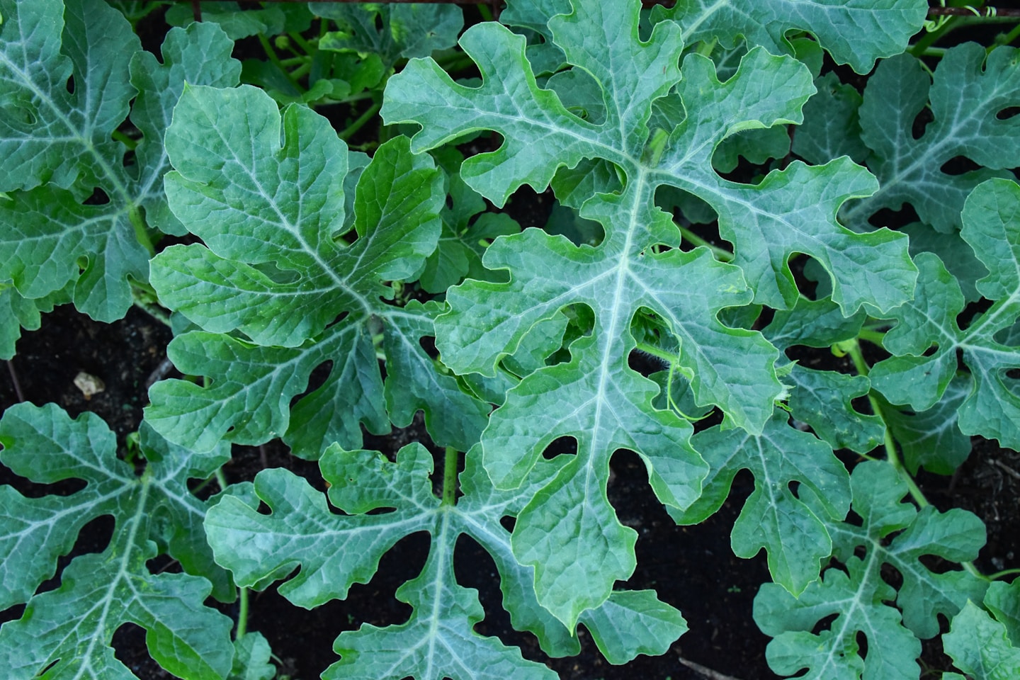 Watermelon Leaves